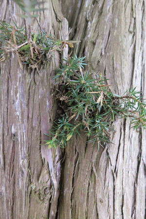  picture  Jeneverbes |Juniperus_communis