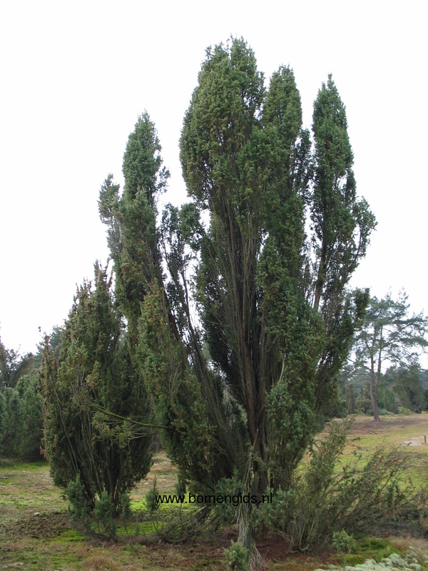 Herken De Boomsoort NL Jeneverbes Latin Juniperus Communis UK herken-de-boomsoort-nl-jeneverbes-latin-juniperus-communis-uk