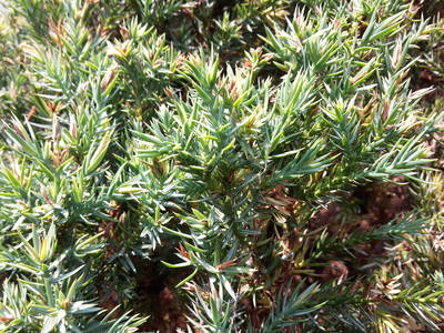  picture  Jeneverbes |Juniperus_communis