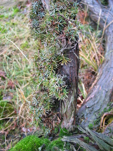  picture  Jeneverbes |Juniperus_communis