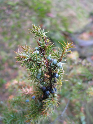  picture  Jeneverbes |Juniperus_communis