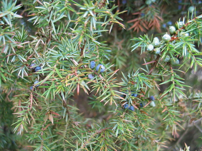  picture  Jeneverbes |Juniperus_communis