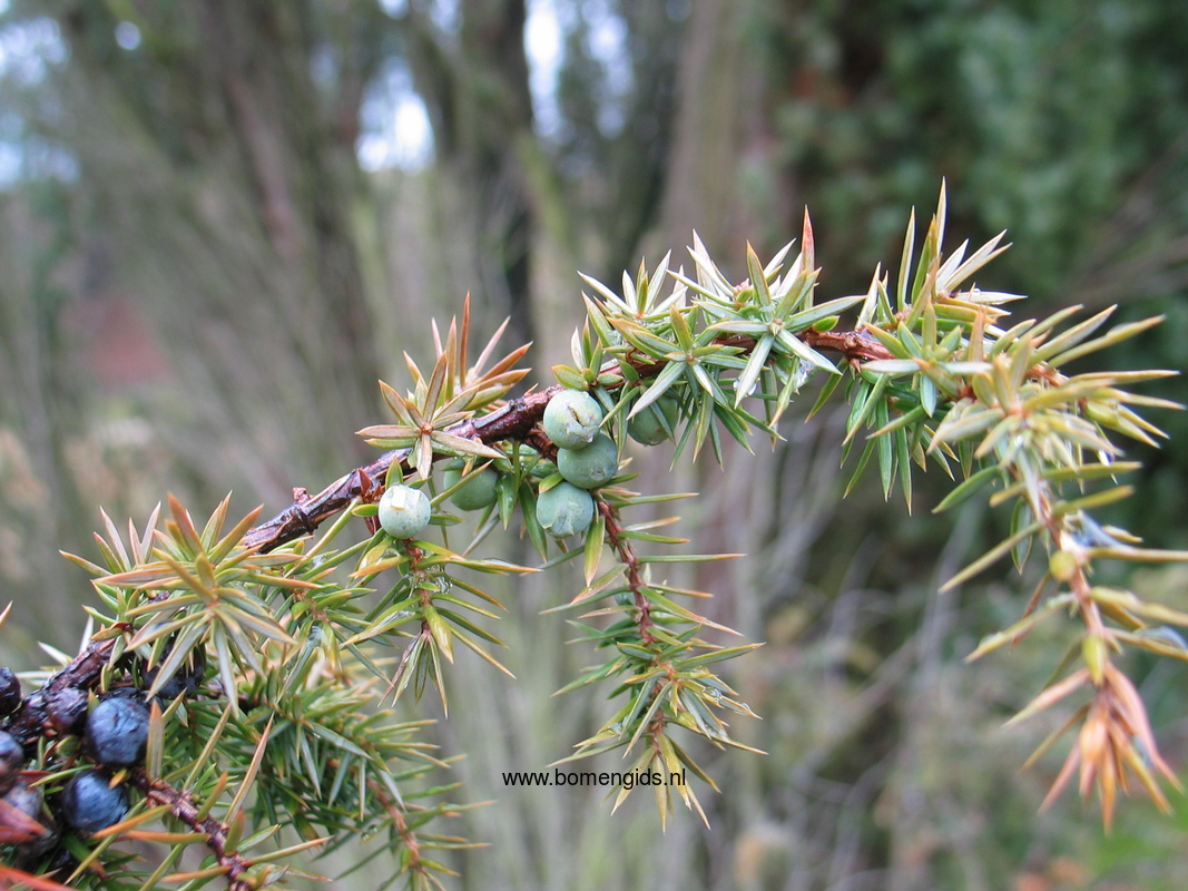 Herken De Boomsoort NL Jeneverbes Latin Juniperus Communis UK herken-de-boomsoort-nl-jeneverbes-latin-juniperus-communis-uk