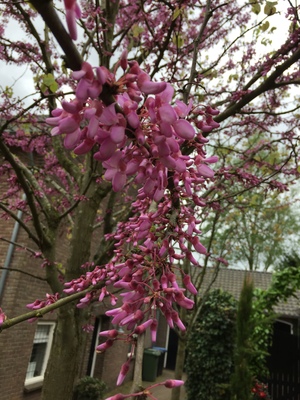  picture  Judasboom |Cercis_siliquastrum