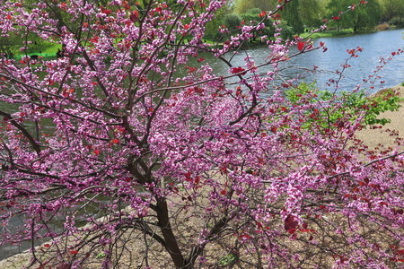  picture  Judasboom |Cercis_siliquastrum