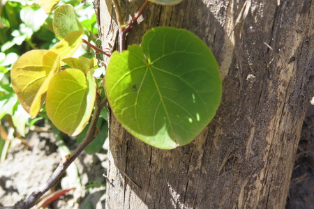  picture  Judasboom |Cercis_siliquastrum