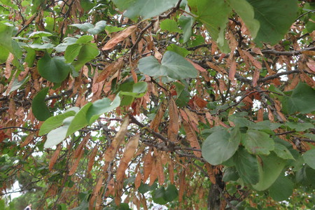  picture  Judasboom |Cercis_siliquastrum