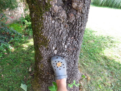  picture  Kaki |Diospyros_kaki