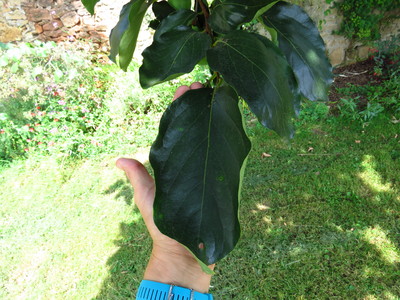  picture  Kaki |Diospyros_kaki