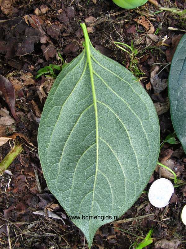herken-de-boomsoort-nl-kaki-latin-diospyros-kaki-uk-oriental