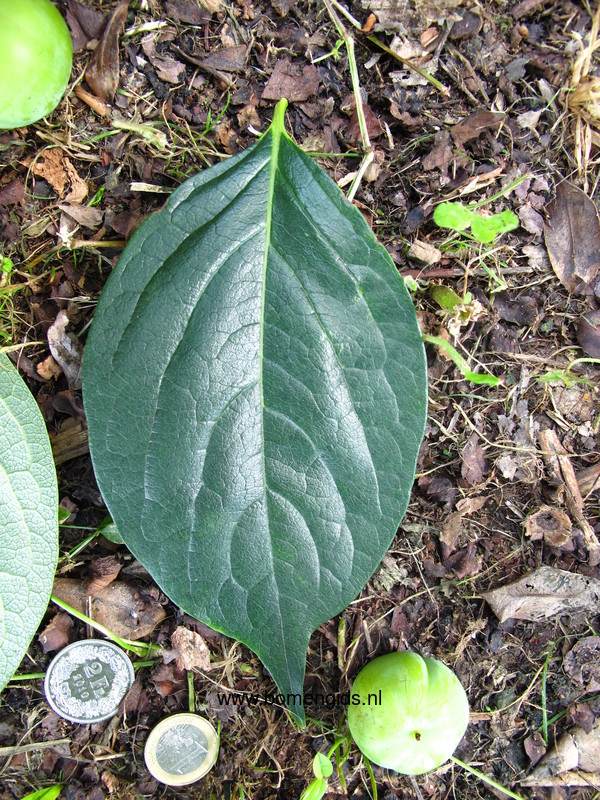 herken-de-boomsoort-nl-kaki-latin-diospyros-kaki-uk-oriental