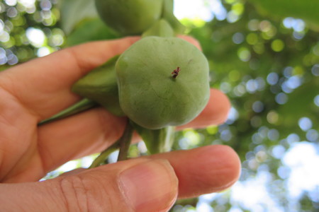  picture  Kaki |Diospyros_kaki