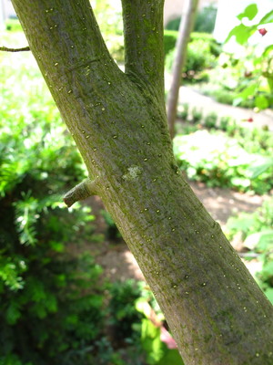  picture  Kardinaalshoed |Euonymus_alatus