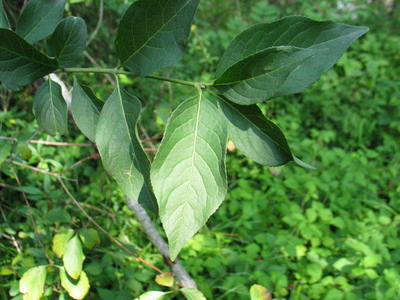  picture  Kardinaalshoed |Euonymus_alatus