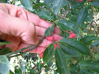  picture  Kardinaalshoed |Euonymus_alatus