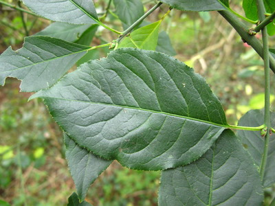  picture  Kardinaalshoed |Euonymus_alatus