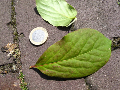  picture  Kardinaalshoed |Euonymus_alatus