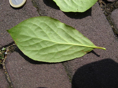  picture  Kardinaalshoed |Euonymus_alatus