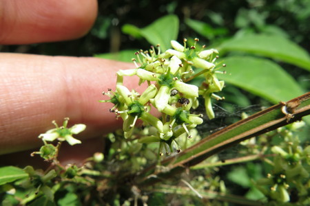  picture  Kardinaalshoed |Euonymus_alatus