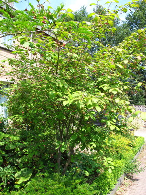  picture  Kardinaalshoed |Euonymus_alatus