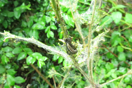  picture  Kardinaalshoed |Euonymus_alatus