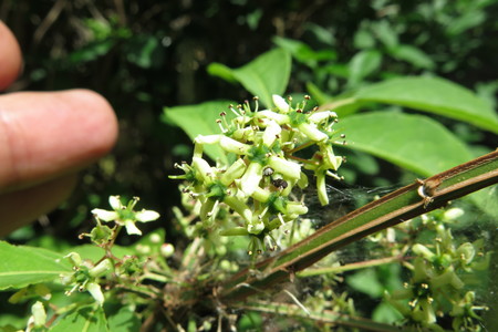  picture  Kardinaalshoed |Euonymus_alatus