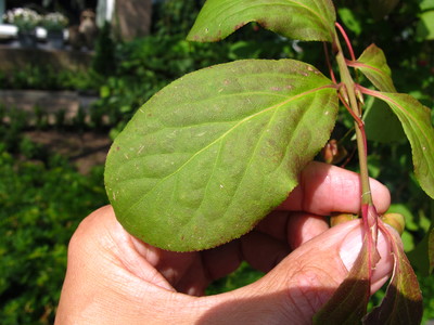  picture  Kardinaalshoed |Euonymus_alatus