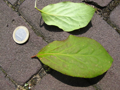  picture  Kardinaalshoed |Euonymus_alatus