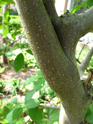  picture  Kardinaalshoed |Euonymus_alatus