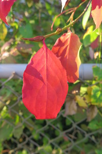  picture  Kardinaalshoed |Euonymus_alatus