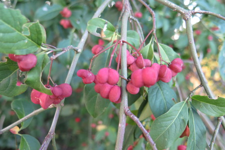  picture  Kardinaalshoed |Euonymus_alatus