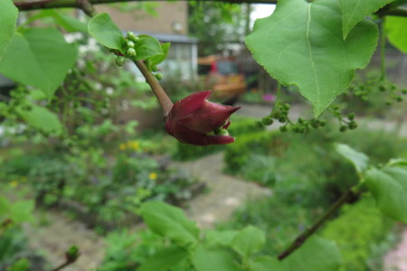  picture  Kardinaalshoed |Euonymus_alatus