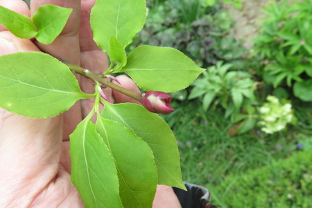  picture  Kardinaalshoed |Euonymus_alatus