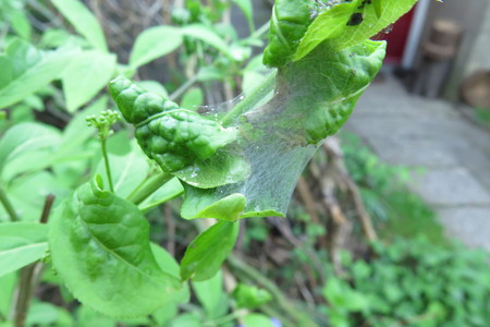  picture  Kardinaalshoed |Euonymus_alatus