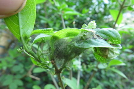  picture  Kardinaalshoed |Euonymus_alatus