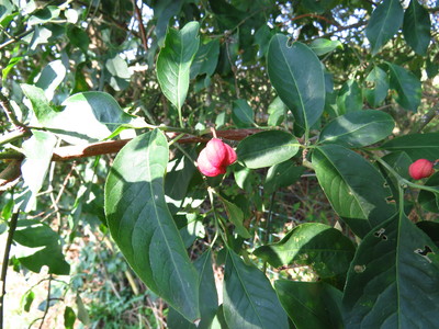  picture  Kardinaalshoed |Euonymus_alatus