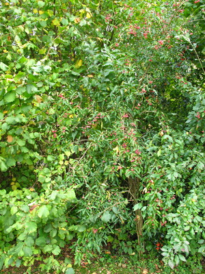  picture  Kardinaalshoed |Euonymus_alatus