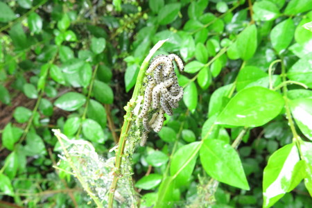  picture  Kardinaalshoed |Euonymus_alatus