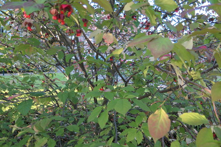  picture  Kardinaalshoed |Euonymus_alatus