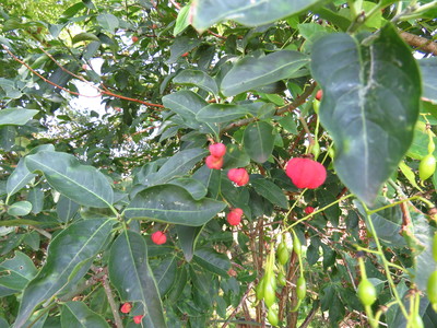  picture  Kardinaalshoed |Euonymus_alatus