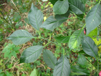  picture  Kardinaalshoed |Euonymus_alatus