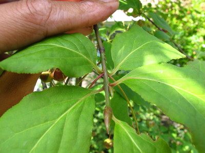  picture  Kardinaalshoed |Euonymus_alatus