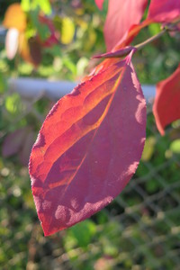  picture  Kardinaalshoed |Euonymus_alatus