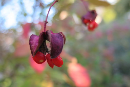  picture  Kardinaalshoed |Euonymus_alatus
