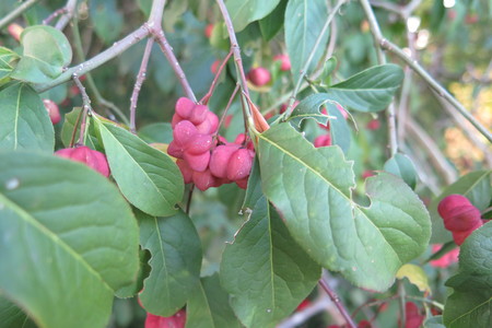  picture  Kardinaalshoed |Euonymus_alatus