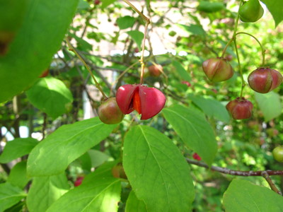  picture  Kardinaalshoed |Euonymus_alatus