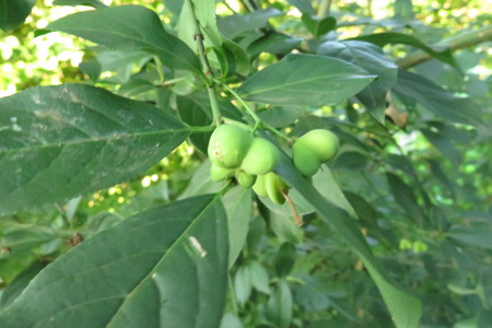  picture  Kardinaalshoed |Euonymus_alatus