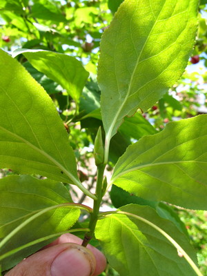  picture  Kardinaalshoed |Euonymus_alatus