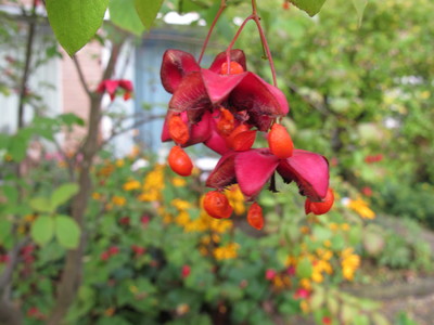  picture  Kardinaalshoed |Euonymus_alatus