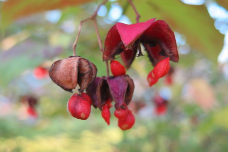  picture  Kardinaalshoed |Euonymus_alatus